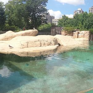 Kovler Sea Lion Pool