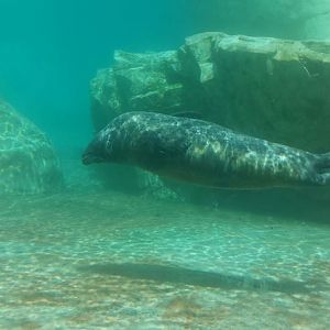 Kovler Sea Lion Pool - Harbor Seal