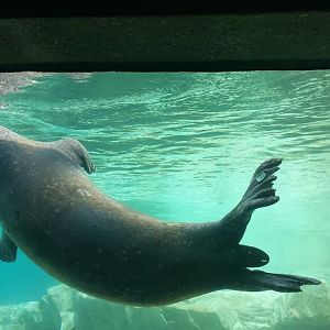 Kovler Sea Lion Pool - Harbor Seal