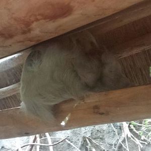 Small Mammal - Reptile House - Hoffman's Two-toed Sloth