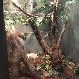 Small Mammal - Reptile House - Solomon Islands Skink + Solomon Leaf Frog Ex