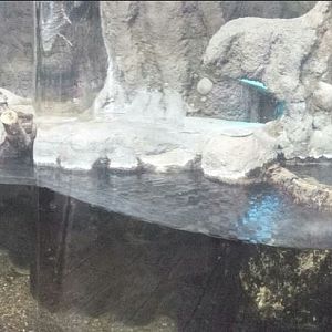 Small Mammal - Reptile House - Spectacled Caiman Exhibit