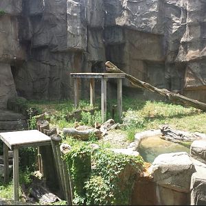 McCormick Bear Habitat - Sun Bear Exhibit