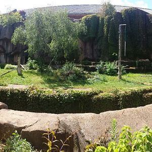Kovler Lion House - Amur Tiger Exhibit