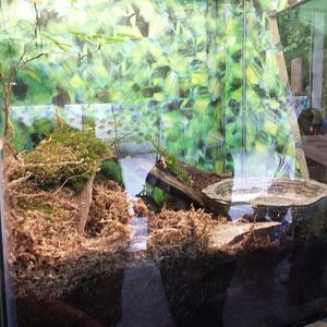Children's Zoo - American Toad Exhibit