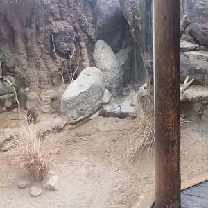 Small Mammal - Reptile House - Parma Wallaby Exhibit