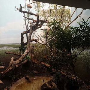 McCormick Bird House - Wetland