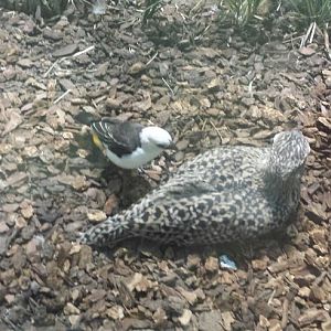 McCormick Bird House - White-headed Buffalo Weaver + Spotted Dikkop