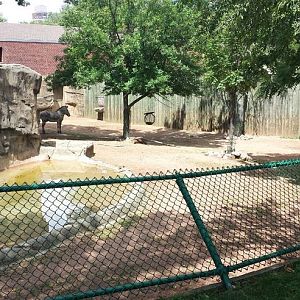 Antelope + Zebra Area - Second Grevy's Exhibit