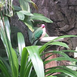 Aug. 2013 - World of the Insect - Jambu Fruit Dove