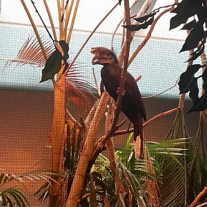 Aug. 2013 - Jungle Trails - Black-casqued Hornbill