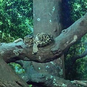 Aug. 2013 - Night Hunters - Clouded Leopard