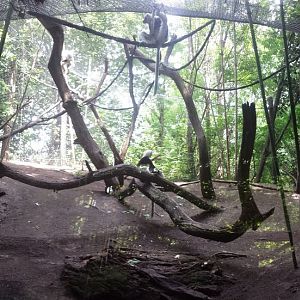 Aug. 2013 - Jungle Trails - Coquerel's Sifaka Outdoor Exhibit