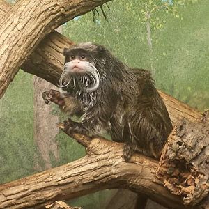 Aug. 2013 - World of the Insect - Emperor Tamarin