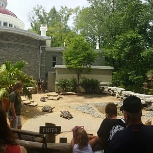 Aug. 2013 - Reptile House - Galapagos Tortoise Walkthrough