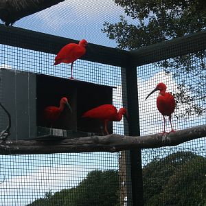 Breeding Pairs Of Scarlet Ibis