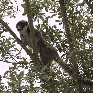 Mongoose lemur