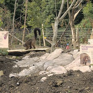Lemur walkthrough feeding station