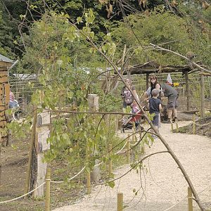 Lemur walkthrough path