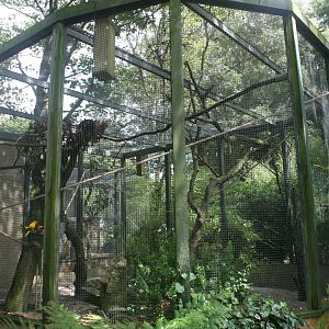 Golden Conure Aviary