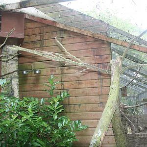 Hunting Cissa Aviary