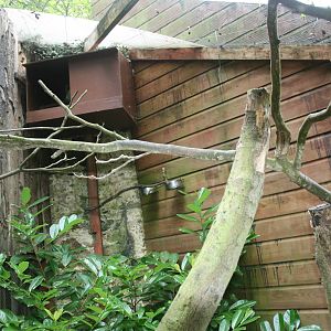 Hunting Cissa Aviary 2