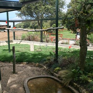 New Scarlet Ibis Enclosure