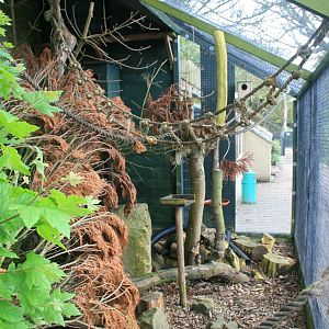 Red Squirrel Enclosure