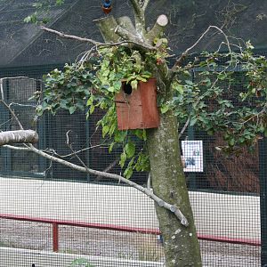Superb Starling Nesting Tree