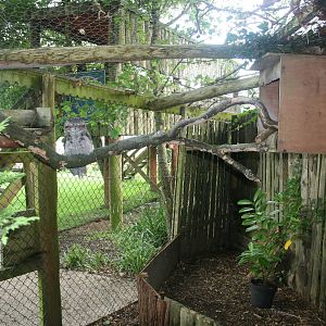 Tawny Frogmouth Aviary
