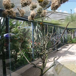 Village Weaver Nesting Area Entrance Aviary