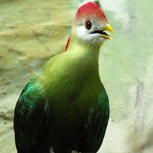 Red Crested Turaco 26/07/2013