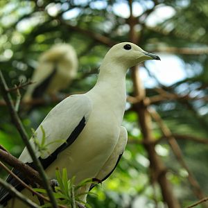 Imperial Pigeon 24/07/2013