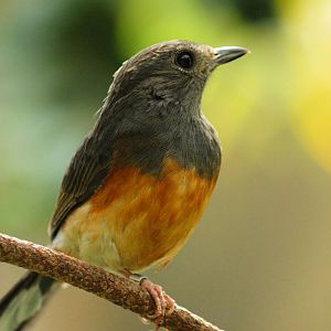 Female White Rumped Shama 24/07/2013