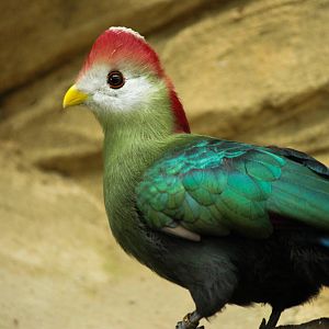 Red Crested Turaco 24/07/2013