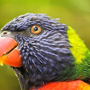 Rainbow Lorikeet 24/07/2013