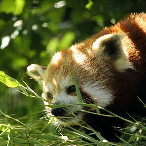 Red Panda 24/07/2013