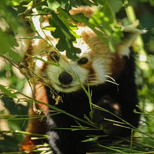 Red Panda 24/07/2013