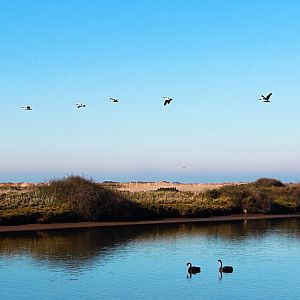 Australian Pelicans and Black Swans
