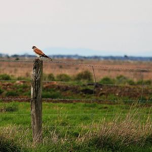 Nankeen Kestrel