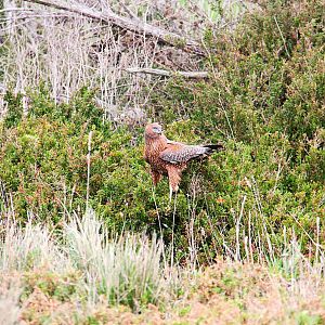 Spotted Harrier