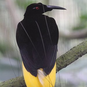 Twelve-wired Bird of Paradise