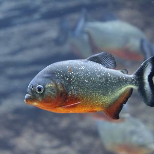 Red-bellied Piranha