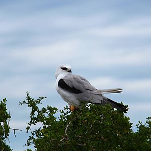 Black-shouldered Kite
