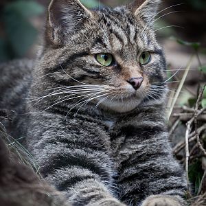 Scottish Wildcat - 26/07/2013
