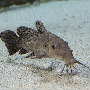 Giraffe Catfish