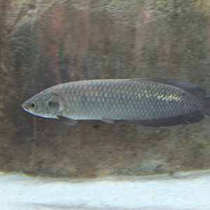 African Arowana