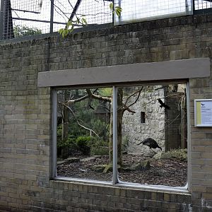 Thick-billed parrot aviary (& turkeys)