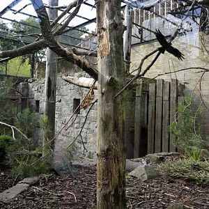 Thick-billed parrot aviary (& turkeys)