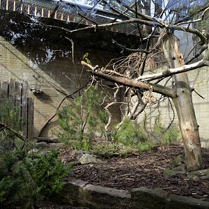 Thick-billed parrot aviary (& turkeys)